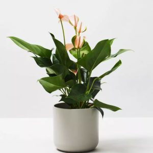Rubber Plant